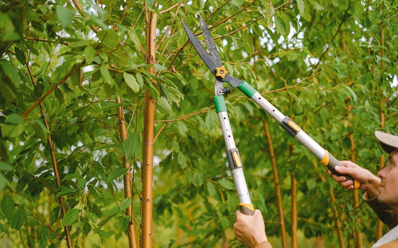 Tree trimming in Big Arm, MT