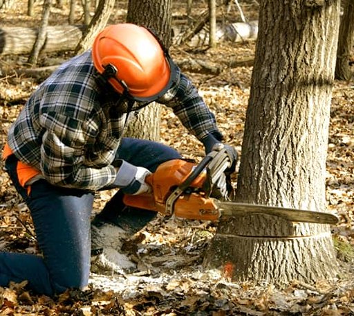 Tree Removal in Big Arm, MT